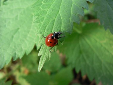 Ladybird on the green leaf clipart