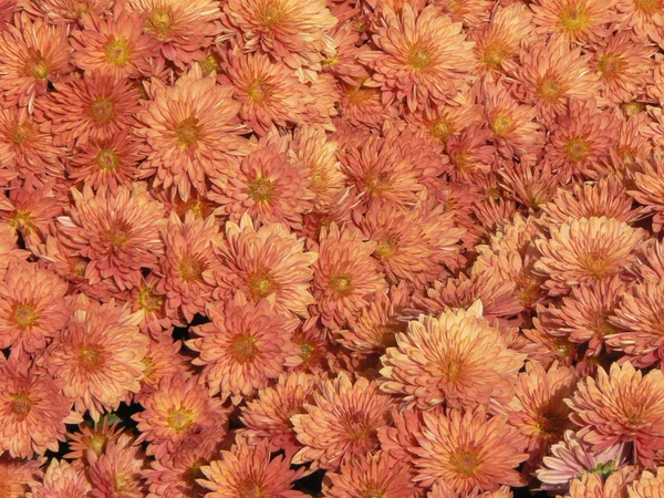 Rosa Chrysanthemen Hintergrund — Stockfoto