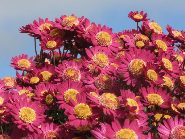 Lila Chrysanthemen Hintergrund — Stockfoto