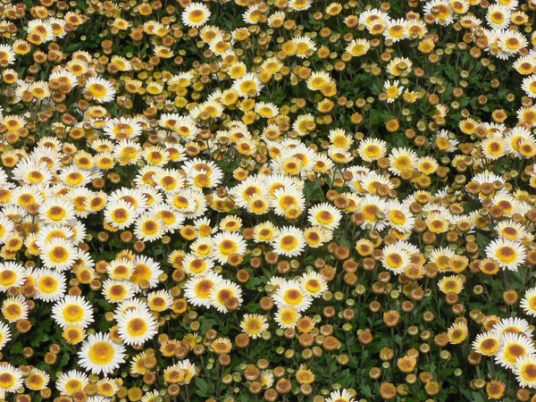 Weißer Chrysanthemen Hintergrund — Stockfoto