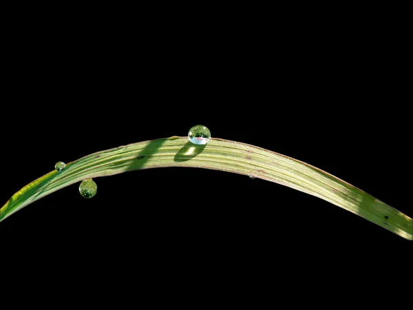 Bright drop on a green leaf — Stock Photo, Image