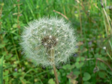 White fluffy dandelion clipart