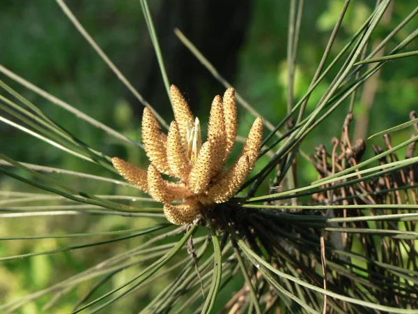 Pine buds — Stock Photo, Image