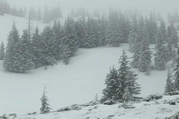 Floresta de abeto de neve — Fotografia de Stock