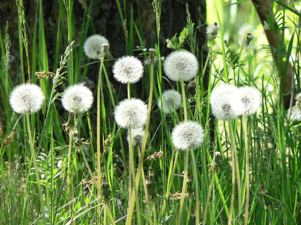 Dandelions brancos na grama verde — Fotografia de Stock