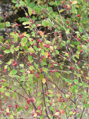 Sonbahar rose hips arka plan