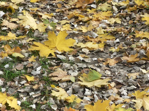 Herfst gele bladeren achtergrond — Stockfoto