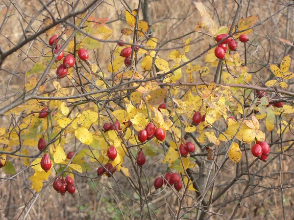 Осенние шиповники — стоковое фото