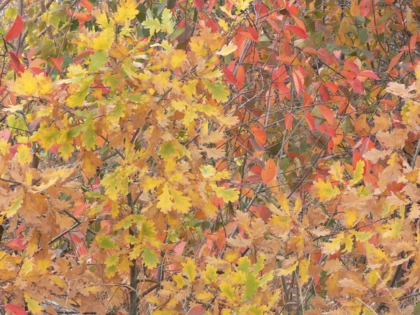Кольоровий фон осіннього листя — стокове фото