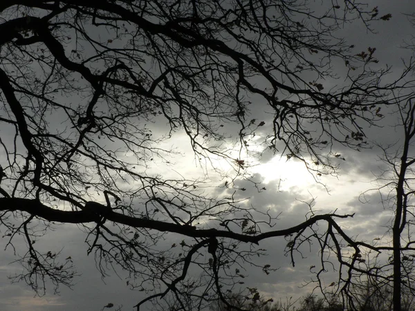 Árvores ventosas sombrias — Fotografia de Stock