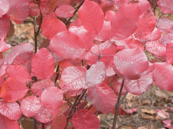 가 젖은 붉은 나뭇잎 배경 — 스톡 사진