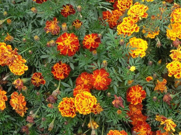 Tagetes flowers background — Stock Photo, Image