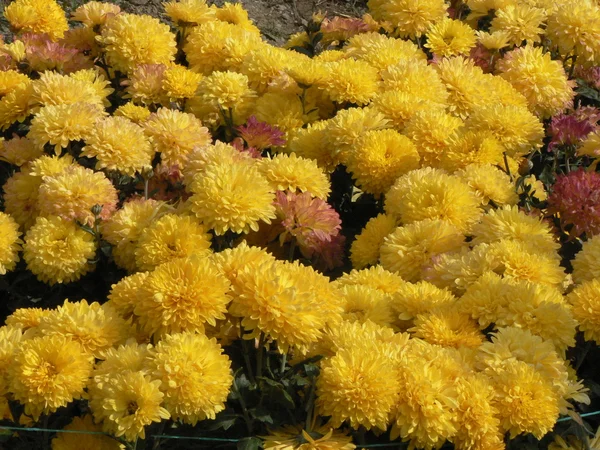 Yellow chrysanthemum background — Stock Photo, Image