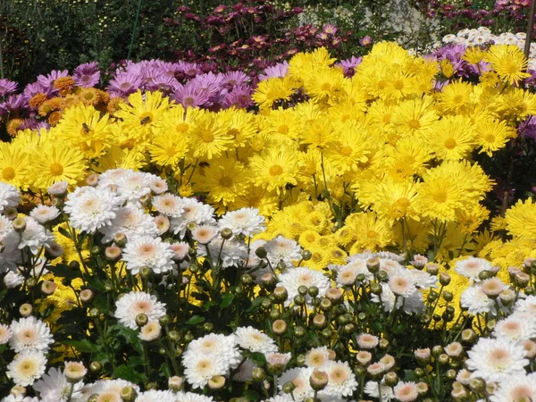 Farbigen Chrysanthemen Hintergrund — Stockfoto