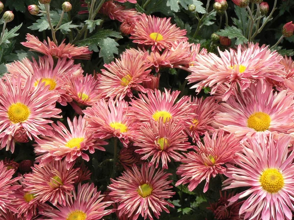 Pink chrysanthemum background — Stock Photo, Image