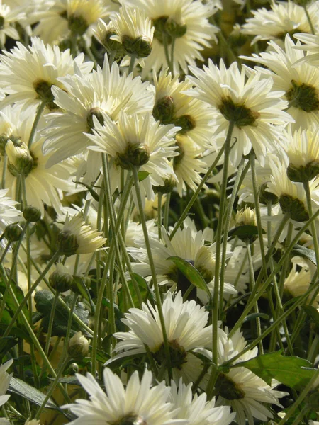 Weißer Chrysanthemen Hintergrund — Stockfoto