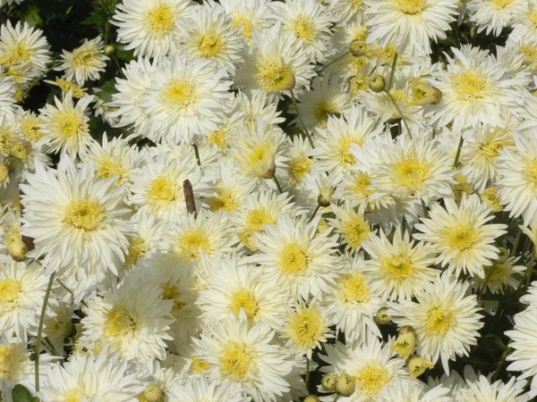 White chrysanthemum background — Stock Photo, Image