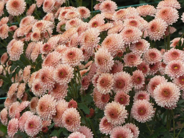 Rosa Chrysanthemen Hintergrund — Stockfoto