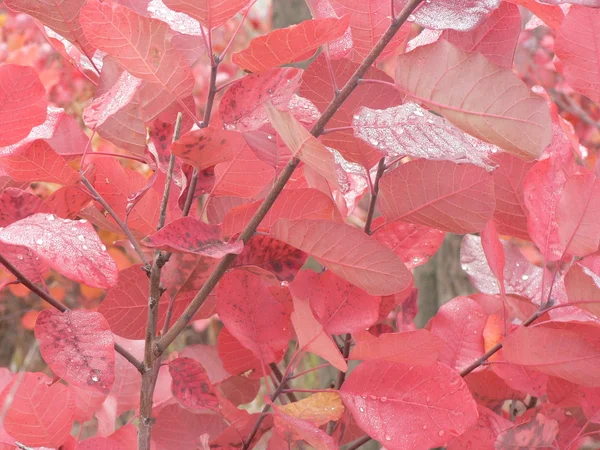 Outono molhado vermelho folhas fundo — Fotografia de Stock