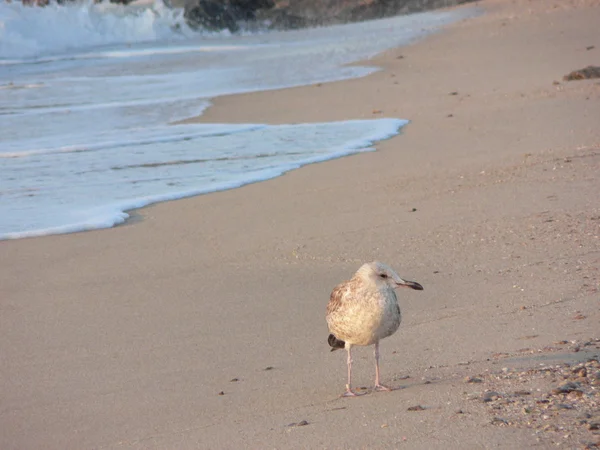 stock image Seagull on the seashore