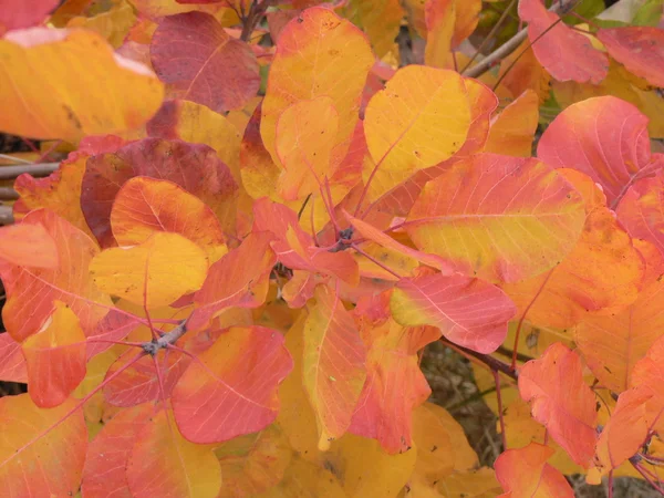 秋天的红叶背景 免版税图库照片