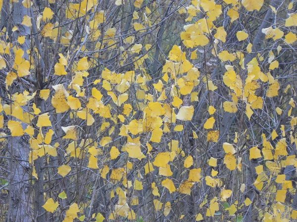 Herbst gelbe Blätter Hintergrund Stockbild