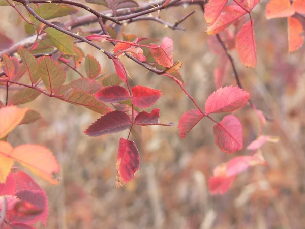 Красные осенние листья Стоковое Фото