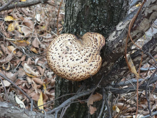 나무 버섯 스톡 사진