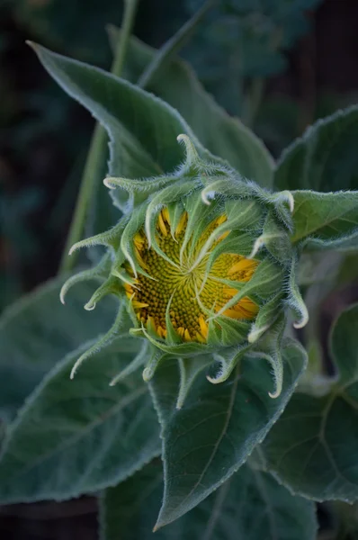 Sonnenblumenknospen — Stockfoto