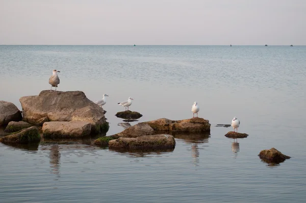 stock image Seagulls on the stones