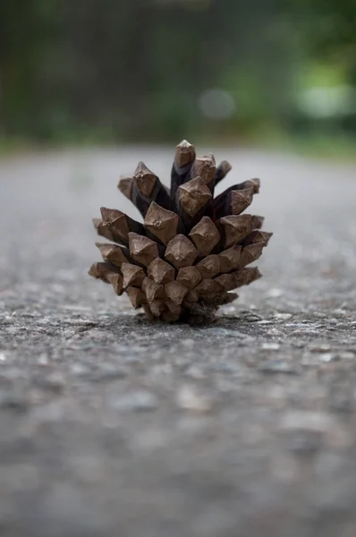 Stock image Fir cone on the road