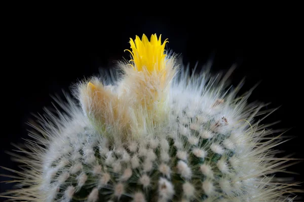 Cactus in fiore — Foto Stock