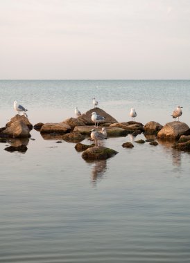 Seagulls clipart