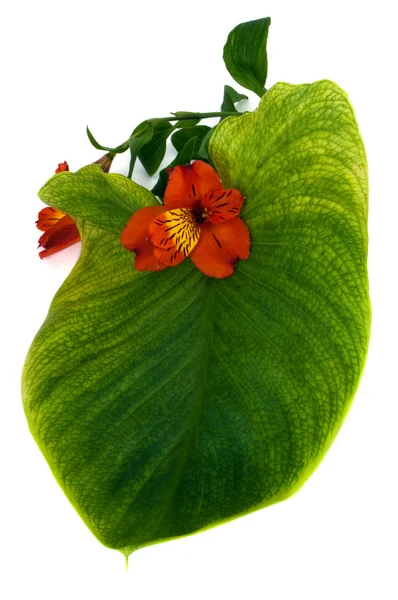 yaprak yeşil kırmızı orkide