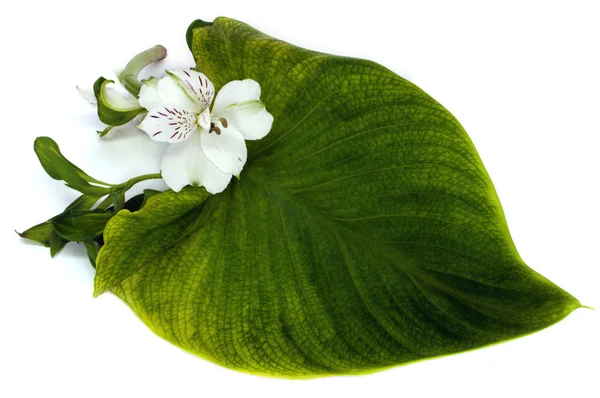Tender orchid with green leaf — Stock Photo, Image