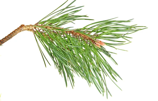 Branch Pine Tree — Stock Photo, Image