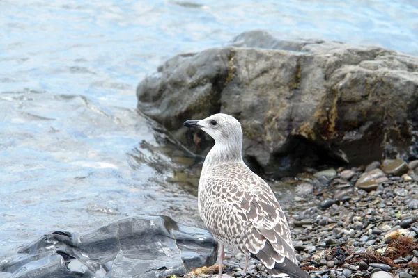 stock image seagull on the rocks 