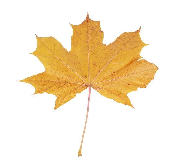 stock image Maple leaf