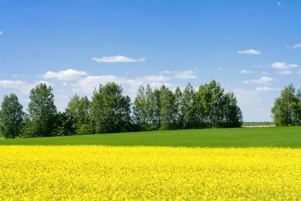 stock image Spring landscape