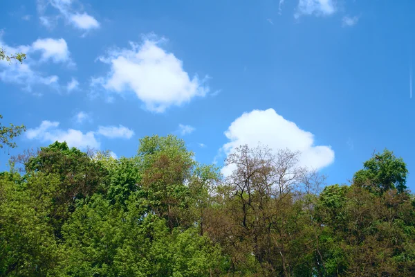 stock image Spring sky