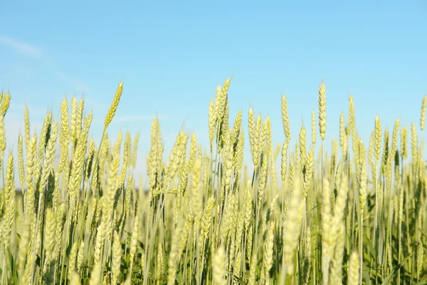 stock image Wheat