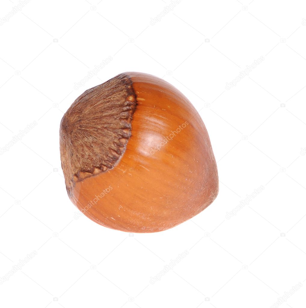 Hazelnut — Stock Photo © uriy2007 2134911