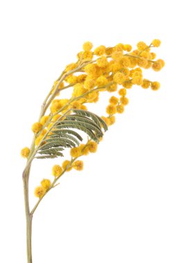 Mimosa clipart