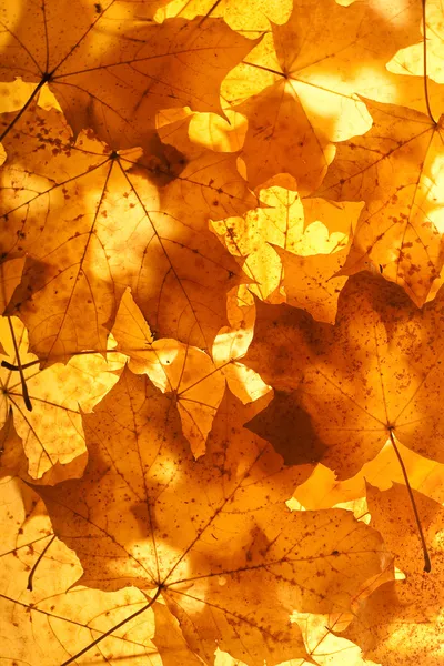 Autumn Maple Leaf Background Texture — Stok fotoğraf