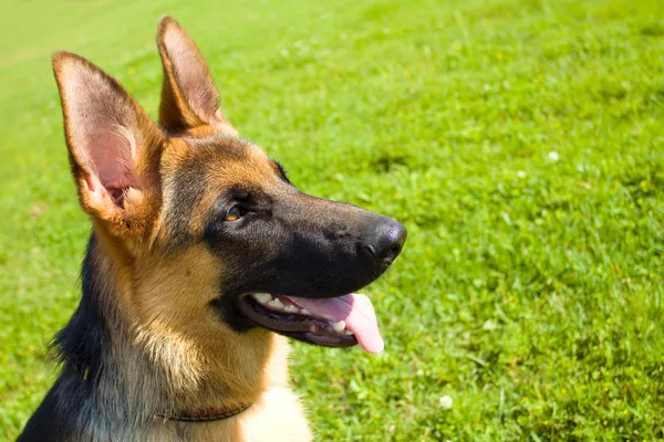 German Shepherd Dog Outdoors Sunny Day — стокове фото