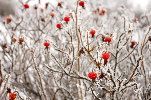 氷の上で赤い果実 — ストック写真