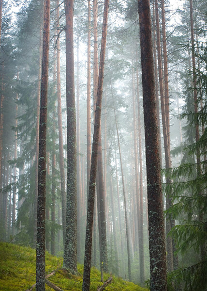 Mist in the summer pine forest after the rain