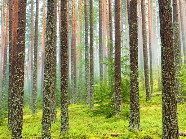 雨の後の森林 — ストック写真