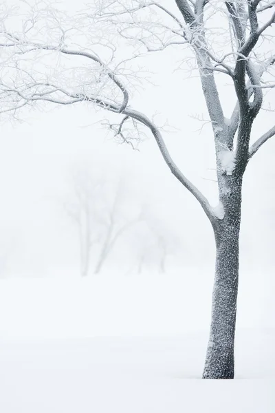 冬の公園 — ストック写真