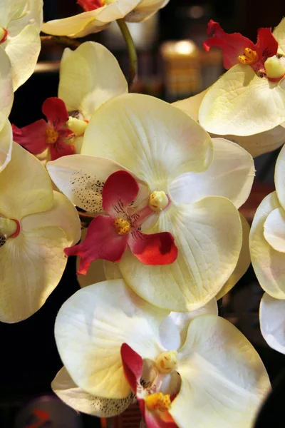 Floral background .Orchids — Stock Photo, Image